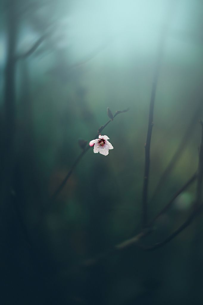 “Fragt sich die Blume wenn sie blüht ob die Blüte neben ihr  vollkommener geschaffen wurde?”, sagte er und warf mir einen