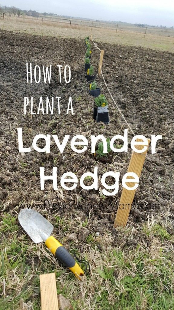 How to plant a lavender hedge for a garden windbreak | Preparedness Mama