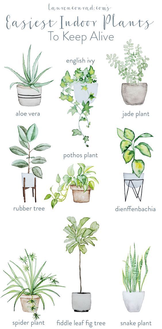 Indoor Plants | Home Styling Tips | Interior Cheat Sheet