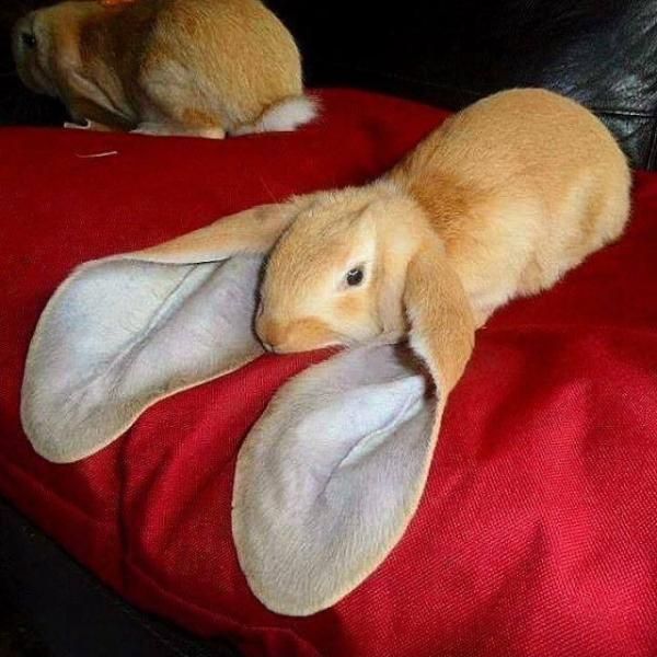 Oh my word!! Its a real bunny. “My, what big ears you have!”