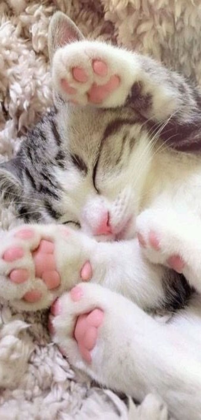 OMG sooo ……….. cute kitty cat #by Follow Me