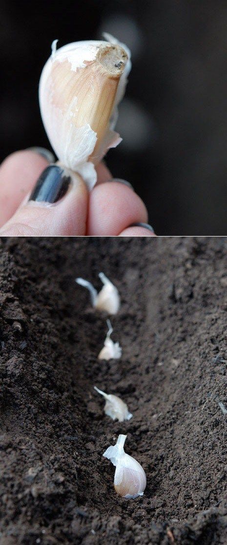 Plant And Grow Garlic – is it really this simple? could I have all the fresh garlic I want?!!
