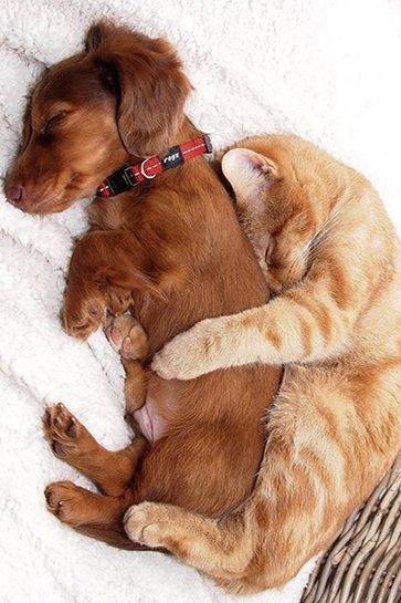 Puppy and kitten spooning