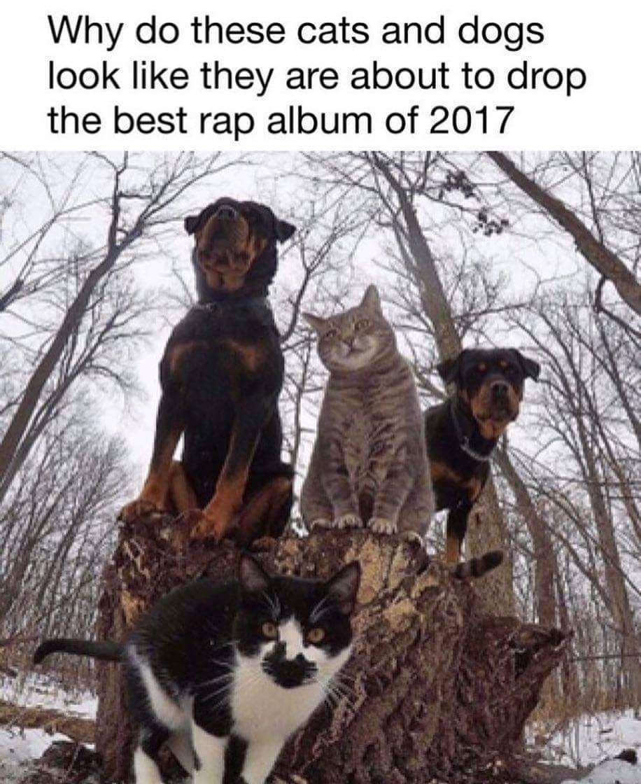 Rap cat n dogs