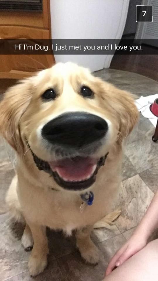 Theres a new Snapchat filter that makes dogs look exactly like Dug.