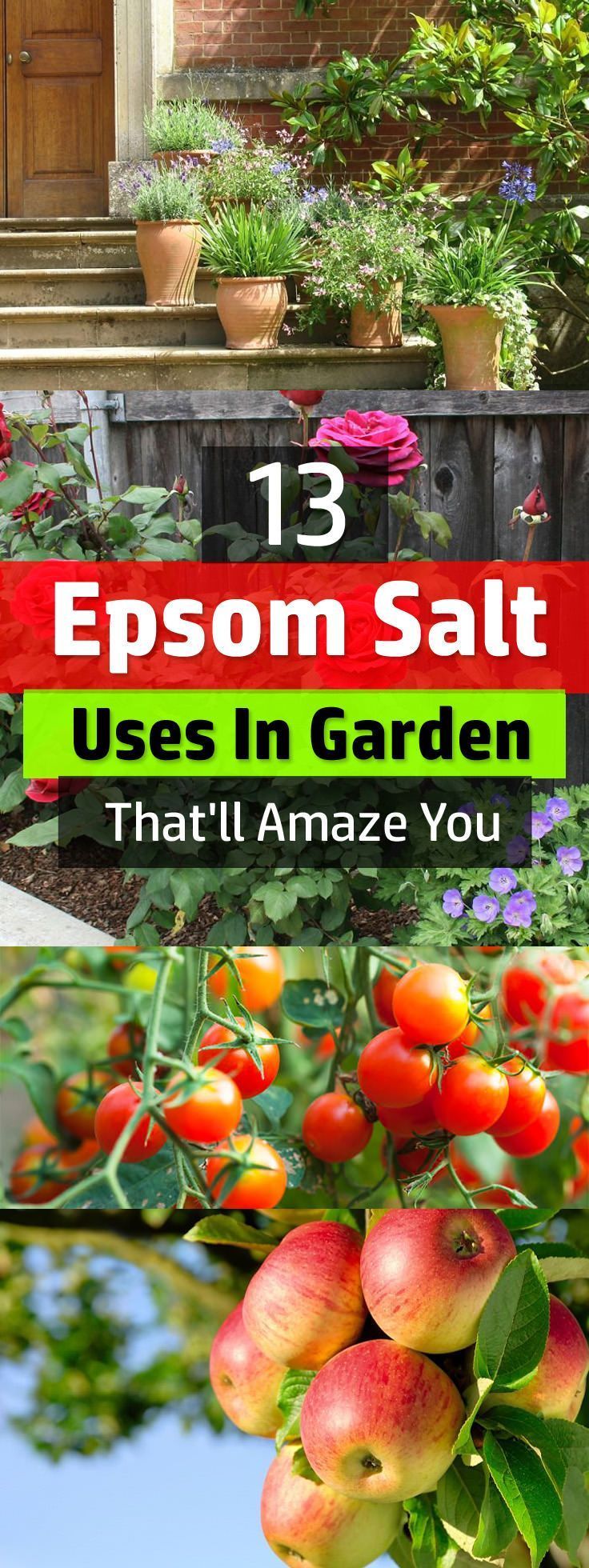 Those who use it swear that using Epsom salt on plants make them lush and healthier. Find out yourself, see these 13 Epsom salt