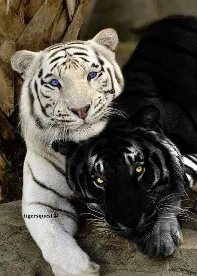 Tigers  –  two Rare Species  – White Tiger and Black Tiger (recessive trait causing  melanism: resulting in all black pigmentation