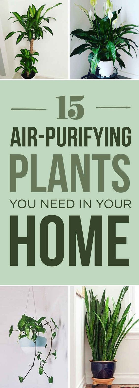 15 Air-Purifying Plants That Will Turn Your Home Into A Lush Forest