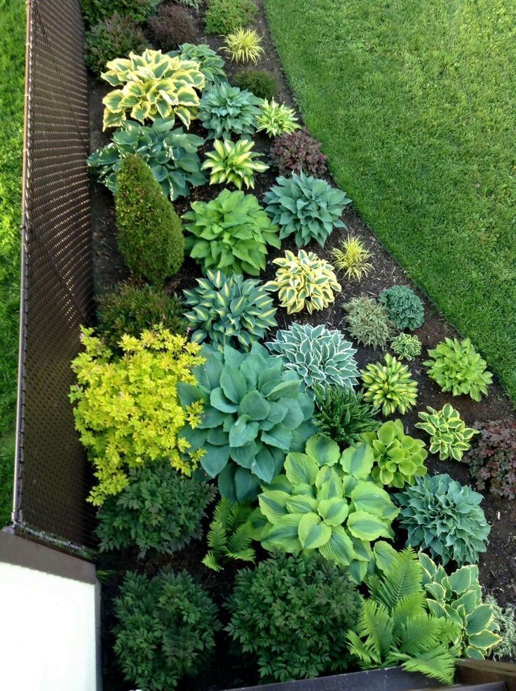 cool Gorgeous hosta planting, perfect for the shade!…
