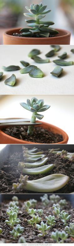 garden and plants – how to propagate succulents from leaves Importante. No cubras con tierra las hojas de suculentas pues se