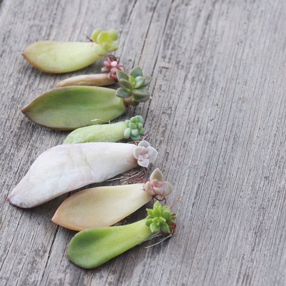 How to propagate succulents from leaf cuttings