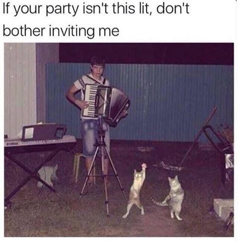 “If your party isnt this lit, dont bother inviting me.” Cats dancing to accordion music. F YEAH!!!