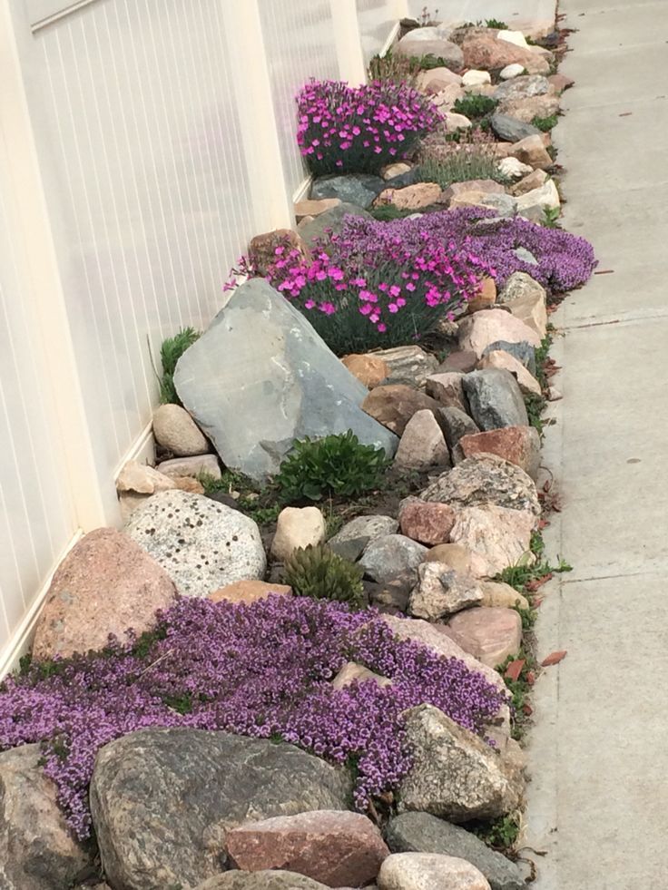 Rock garden with Creeping thyme, early blue violets, fire witch, pussy toes, and succulents. Early blue violets are great for