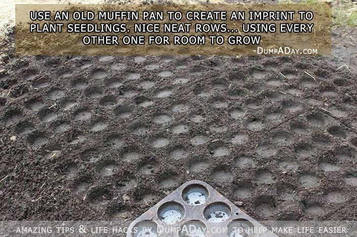 Use a muffin pan to create perfect rows and spacing for planting seeds