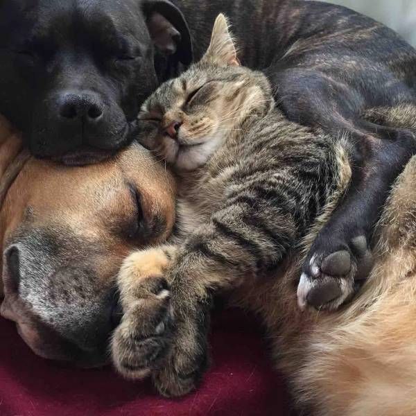 Whey cant WE all get along? – Dog and Cat Love – Ravenwhimsys Wonderful World