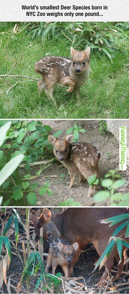 Worlds smallest deer species. Cute!
