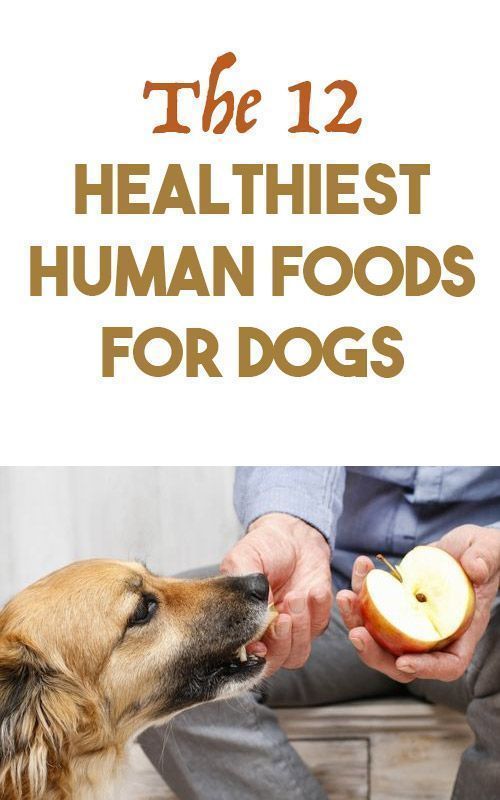 12 Healthiest Human Foods For Dogs