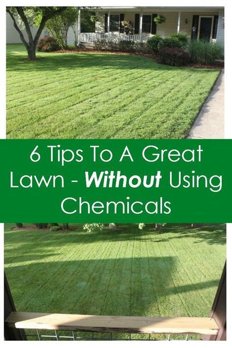 6 tips to a great lawn without using chemicals