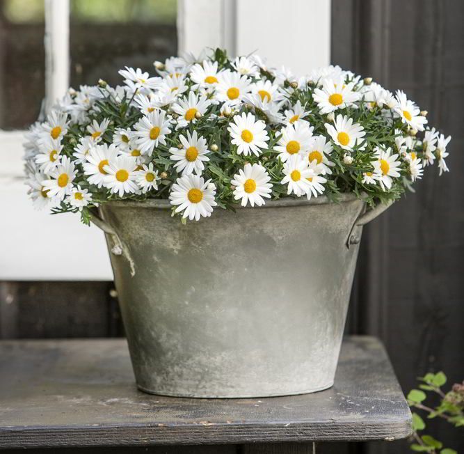 argyranthemum.jpg | struikmargriet