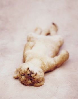 baby lion :)