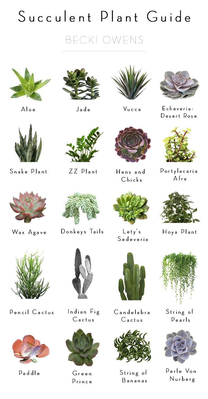 BECKI OWENS- Styling Tip: Adding Greenery with Succulents + Succulent Plant Guide