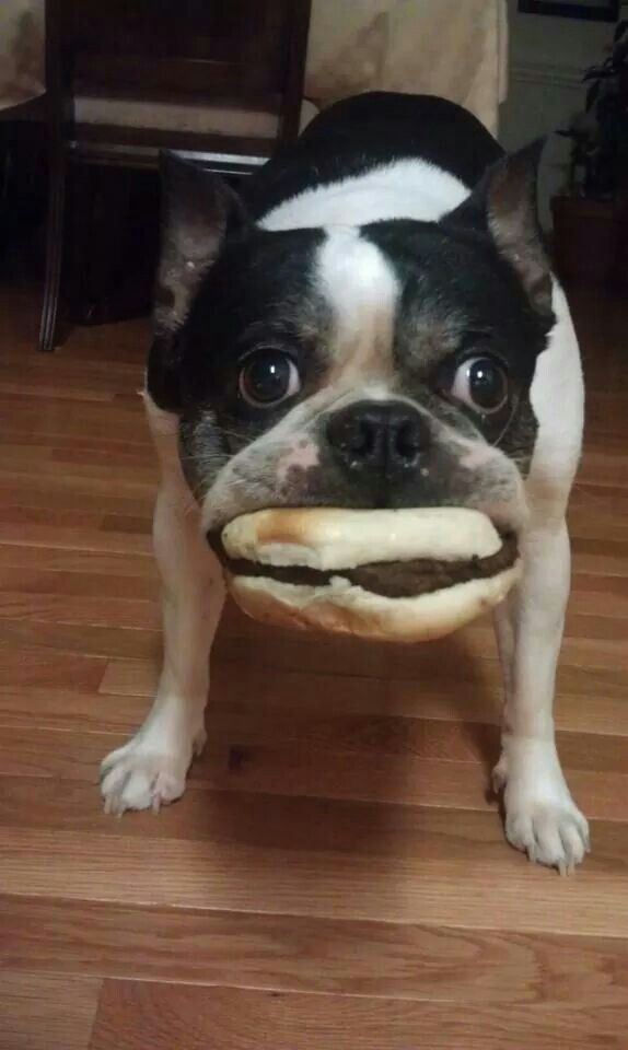 Boston Terrier busted stealing sandwich. I guess thats better than 1 1/2-2 dozen sugar cookies!