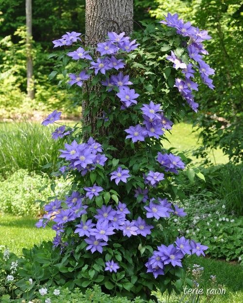 Clematis growing on a wire frame around the tree –