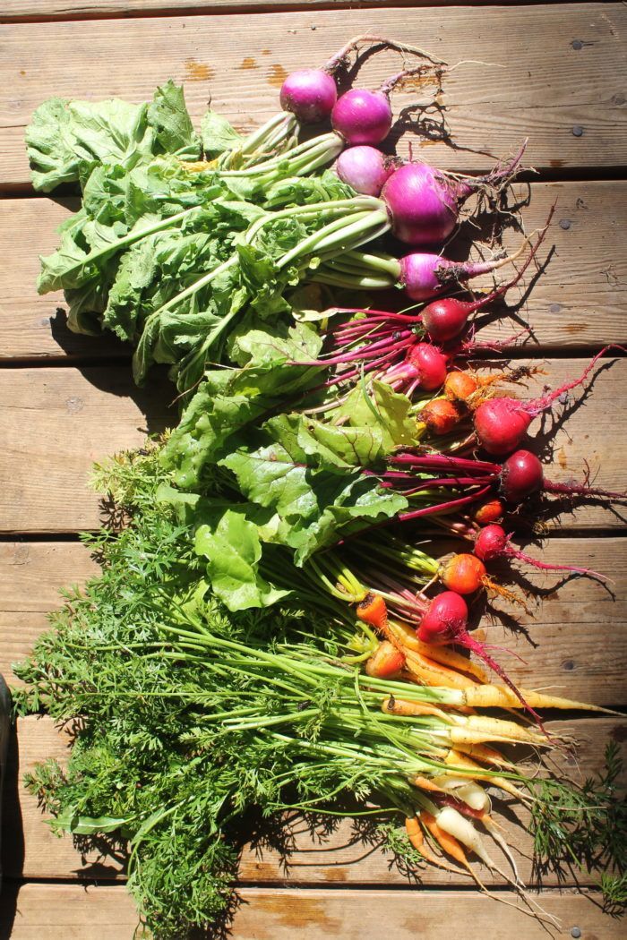 Easy Vegetables to Directly Sow into your Garden
