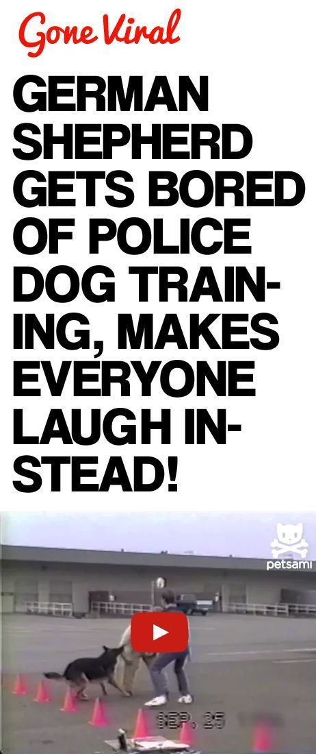German Shepherd Gets Bored of Police Dog Training