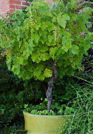 Grapevine trained as a tree