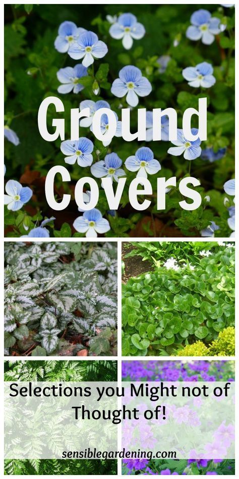 Ground Covers with Sensible Gardening. Plant varieties you might not of thought of to use as a ground cover in the garden. Info on