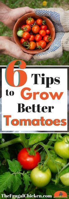 Growing tomatoes can go great…or it can be a total disaster. Heres 6 tips to growing great tomatoes so you can have a huge