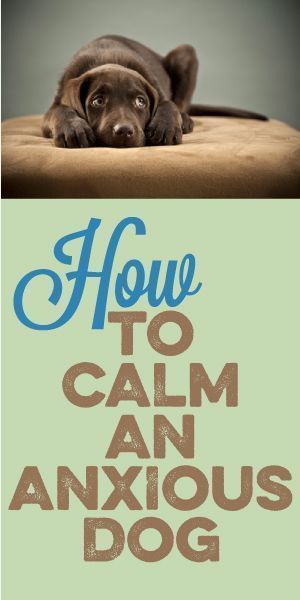 How To Calm An Anxious Dog – Tips for dog anxiety