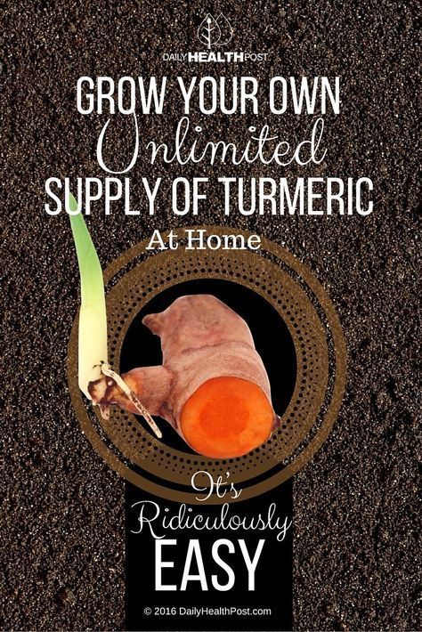 How to Grow Your Own Unlimited Supply of Turmeric At Home. It’s Ridiculously Easy! via /dailyhealthpost/