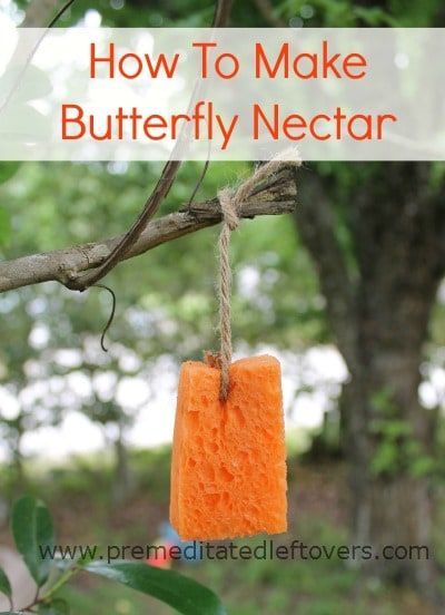 How to Make Butterfly Nectar – Make a quick and simple butterfly nectar recipe to draw butterflies into your garden.