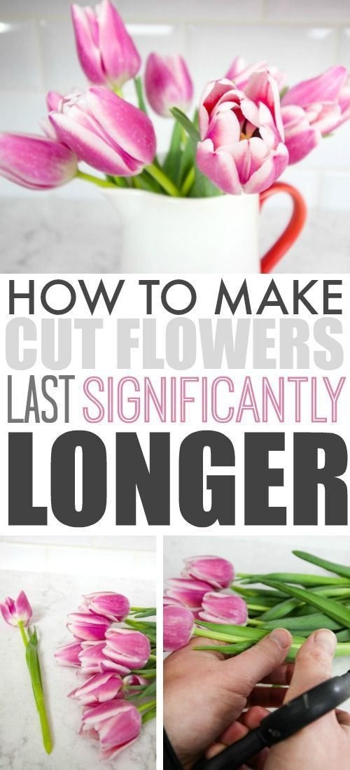 How to make cut flowers from the store or from your garden last much longer! Great tips to follow!