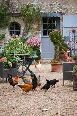 I love the free range chickens wandering in the garden courtyard of this French country house with potted flowers and vines