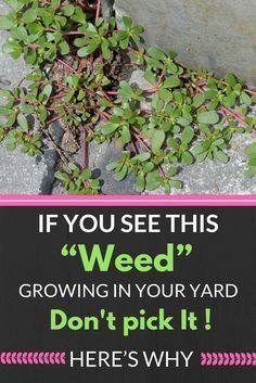 If You See This “Weed” Growing In Your Yard, Don’t Pick It! Here’s Why… wp.me/p8kXNw-e9