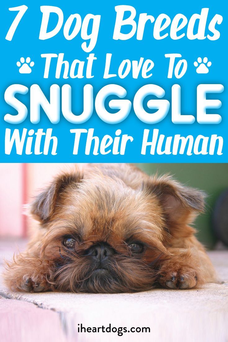 Is your puppy on our list of cuddlebugs?