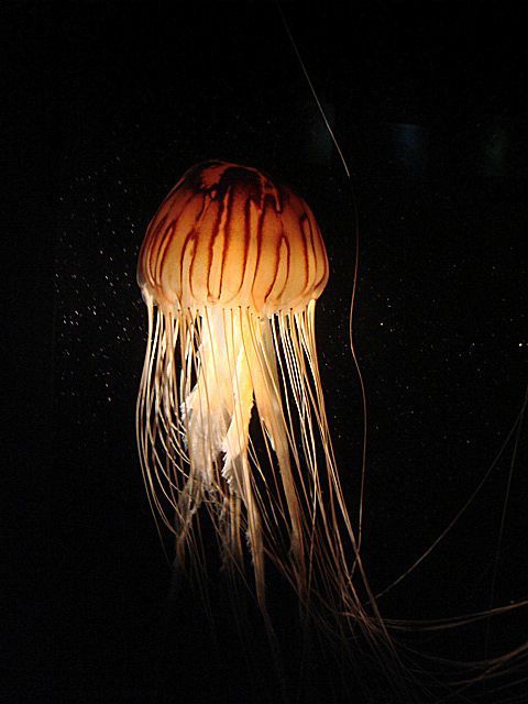 Jellyfish are gorgeous!
