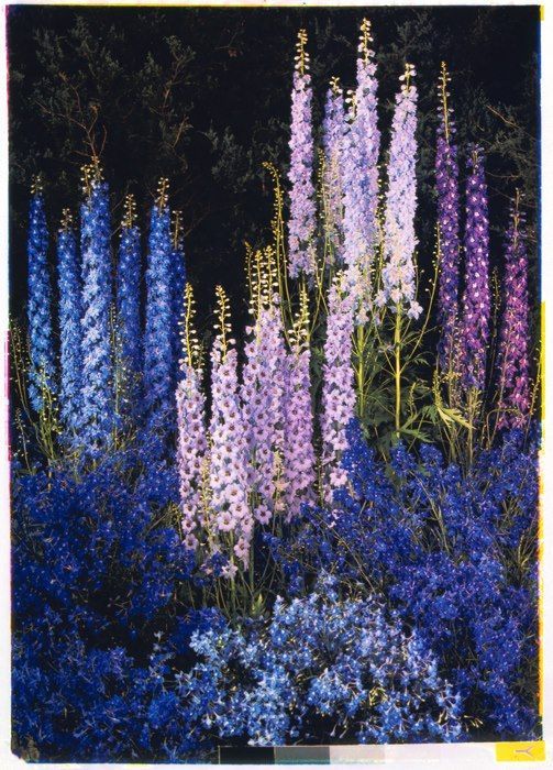 Larkspur…..love the colors.