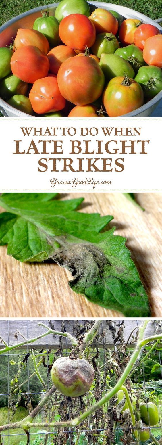 Late blight is not a treatable disease and it will kill your plants. In addition, late blight is highly communicable disease and