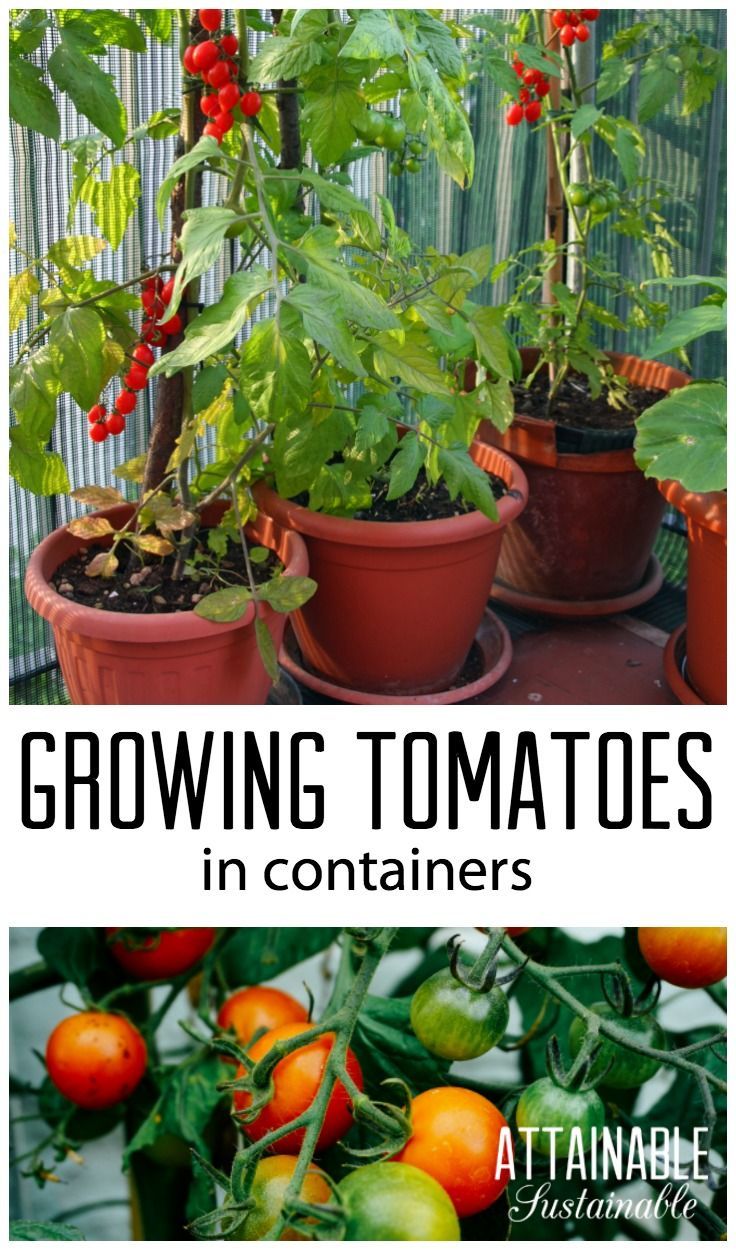 Planting tomatoes in containers is a great way for urban gardeners to grow this popular garden crop. Heres how to do it. Homestead