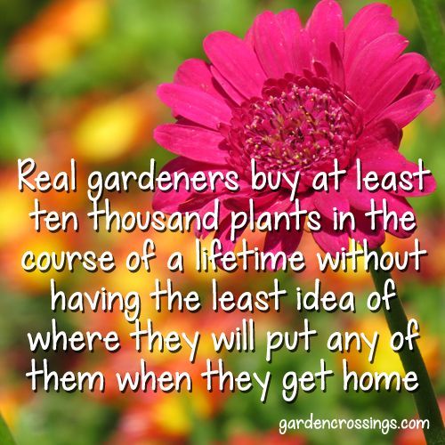 Real Gardeners buy at least tem thousand plants in a course of a lifetime without having the least idea of where they will put any