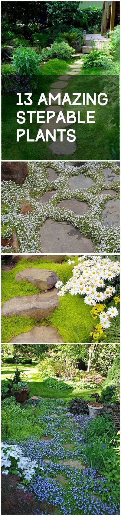 Stepable plants, stepable garden plants, popular pin, gardening flowers, yard and landscaping, ground cover plants, fast growing