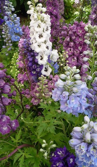 The tall spikes of Larkspur in soft country shades of pink, purple, blue and white..