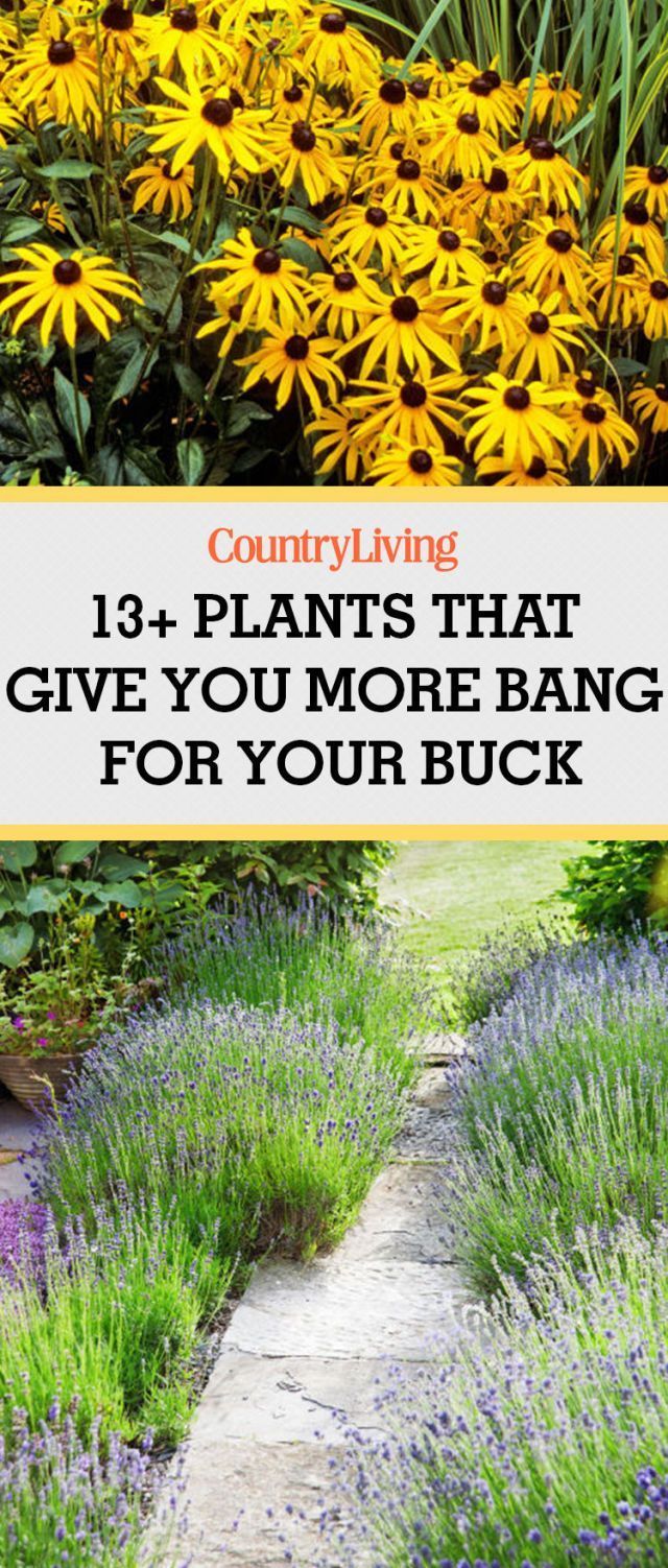 These plants give you the best bang for your buck
