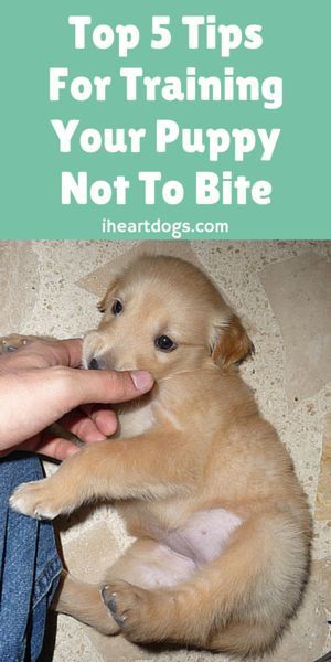 Top 5 Tips For Training Your Puppy Not To Bite