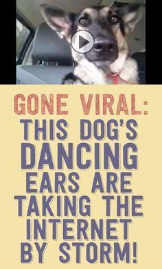 Watch this dogs dancing ears as he listens to the radio!
