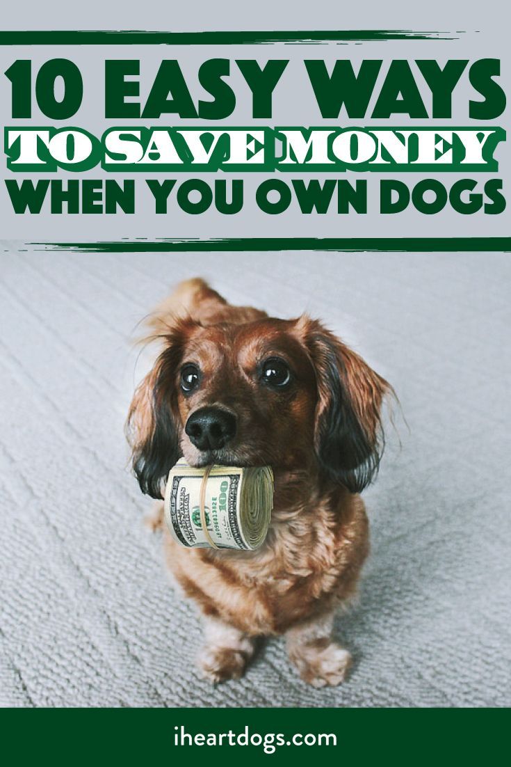 Ways to love your dog and keep your money in your pocket!!